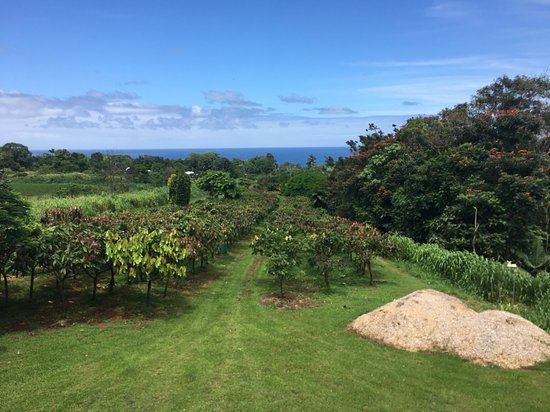 Hamakua Chocolate Farm