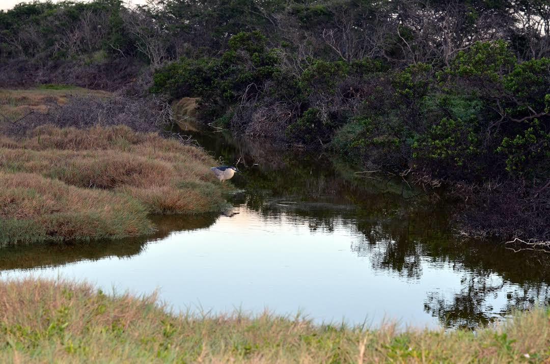 Kanaha Pond State Wildlife Sanctuary