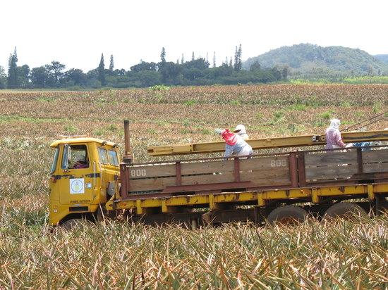 Maui Gold Pineapple Plantation