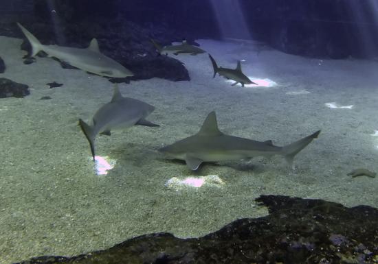 Shark Dive Maui