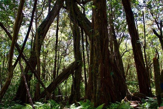 Kalopa State Recreation Area