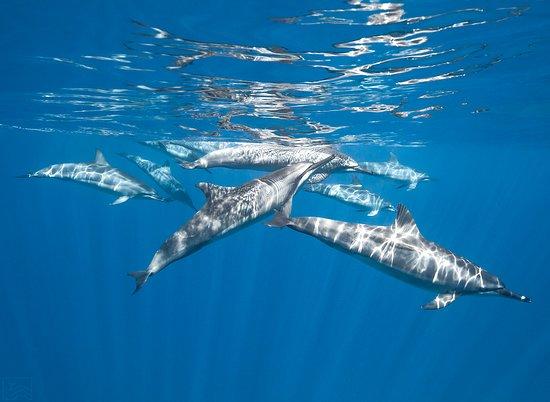Dolphin Excursions Snorkel Adventure
