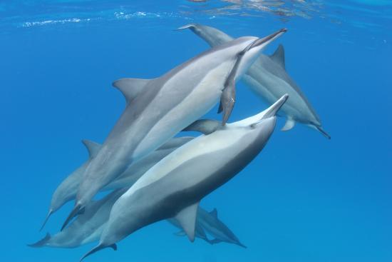 Dolphin Discoveries