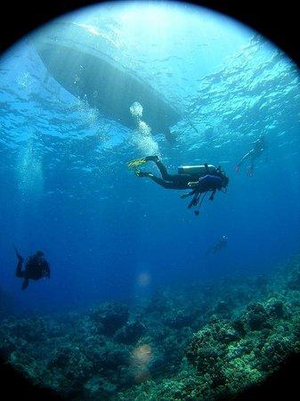 Sandwich Isle Divers