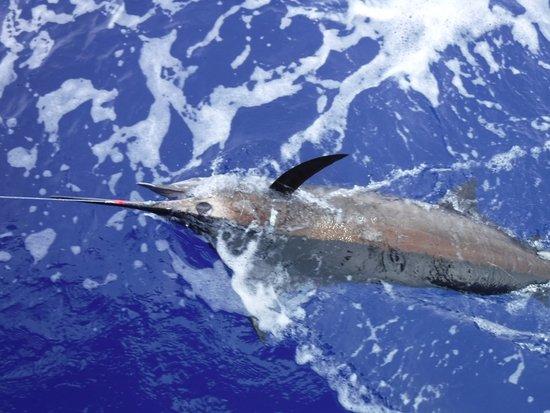 Capt. Jack - Kona Sportfishing