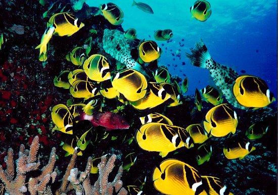 Dive & Sea Maui