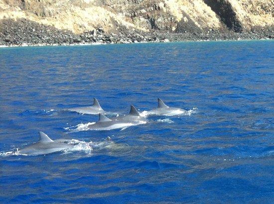 Kona Ocean Experience