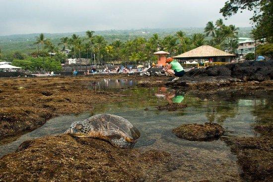 Kahalu'u Bay Education Center