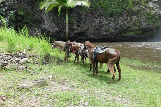 Hamakua Adventures LLC.