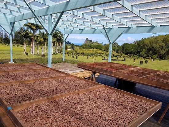 Mauna Kea Cacao