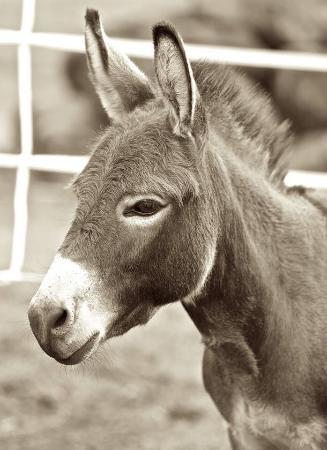 Maui Animal Farm