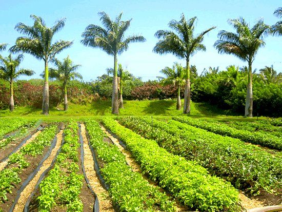 Hale Akua Garden Farm