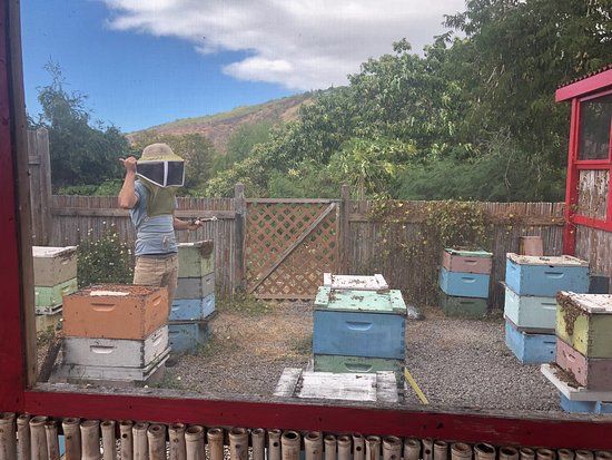 Big Island Bees
