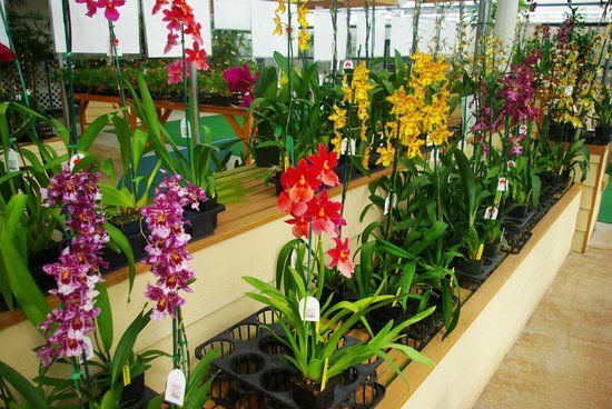 Akatsuka Orchid Gardens