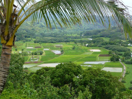 Hanalei River