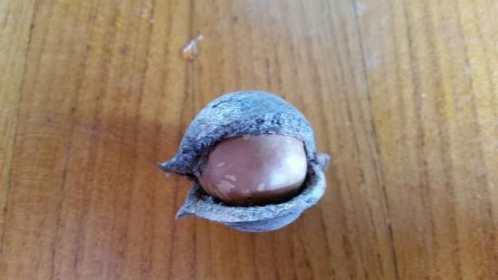 Joe's Nuts